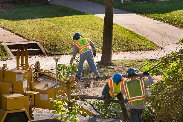 Best Palm Tree Trimming  in Claysburg, PA